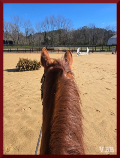 Photo of the ears and neck of a chestnut horse in an outdoor ring with Christmas tree and jump in background