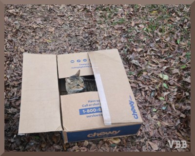 Photo of a tabby cat in a Chewy box on the ground, head is visible, rest of cat hidden behind flaps of box