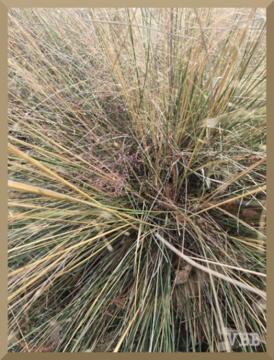 Close-up of photo of tan bush