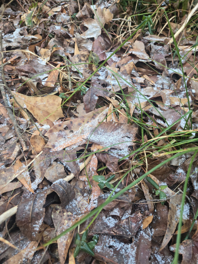 Photo of grass and leaves lightly covered with snow