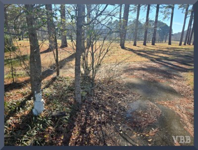 Photo of tree-lined, paved path in park with stump rabbit in lower left corner