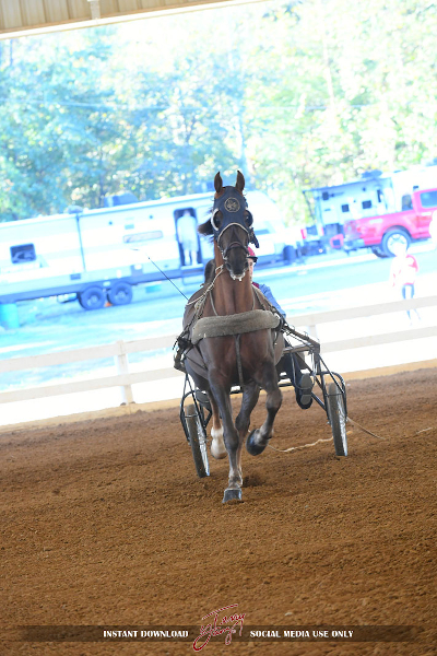 Head-on photo of a chestnut horse pulling a cart, covered ring