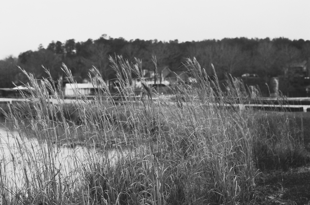 Black and white photo of reeds in from of water.