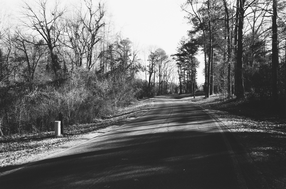 Black and white photo of a tree-lined road.