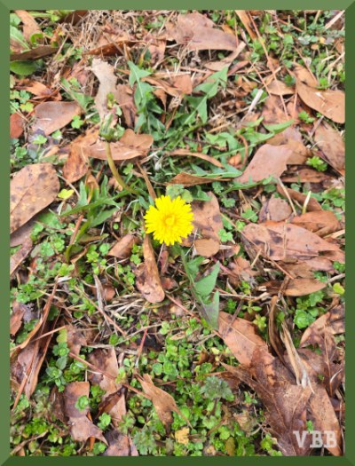 Photo of a dandelion growing amid brown leaves and greenery