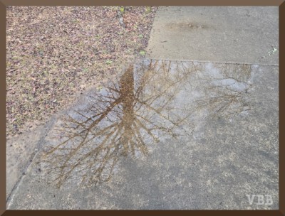 Photo of a tree reflected in a puddle on a sidewalk