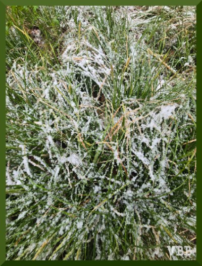 Photo of sparse snow on tall grass