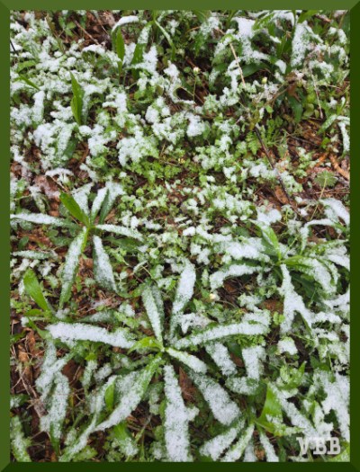 Photo of sparse snow on low-growing plants