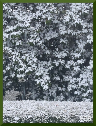 Photo of snow on a wall of trees