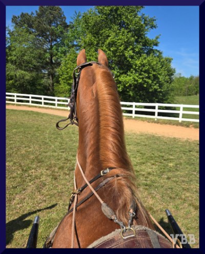 Photo of the ears and neck of a chestnut driving horse in a grass ring with white fencing