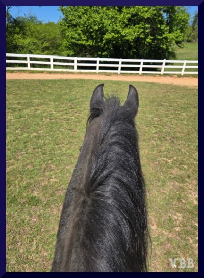 Photo of the ears and neck of a black horse in a grass ring with white fencing