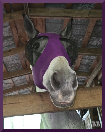 Photo of a gray horse wearing a purple flymask, horse's head is reaching over a wooden board, metal and wood barn roof in background