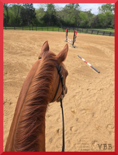 Between the ears photo from the back of a chestnut horse, with a jump in the distance
