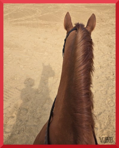 Between the ears photo from the back of a chestnut horse, with the shadow of horse and rider on the dirt to the left