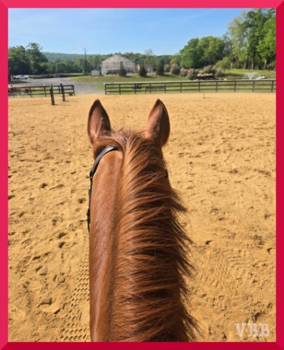 Between the ears photo from the back of a chestnut horse