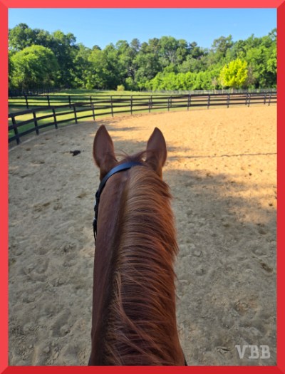Between the ears photo from the back of a chestnut horse, with fences, pasture, and trees in background.