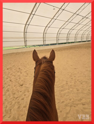 Between the ears photo from the back of a chestnut horse in a covered arena