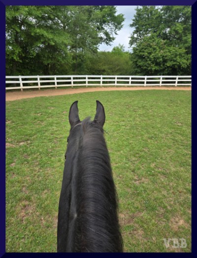 Photo of the ears and neck of a black horse in a grass ring with white fencing