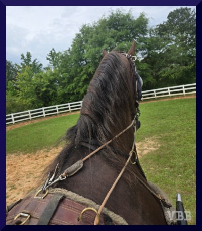 Photo of the ears, neck, and forequarters of a dark chestnut driving horse in a grass ring with white fencing