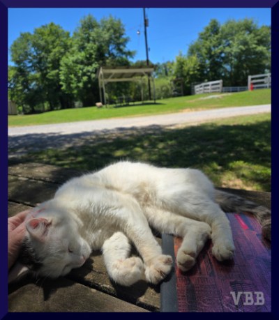 White cat with gray markings lying on a picnic table, greenery and riding ring in background