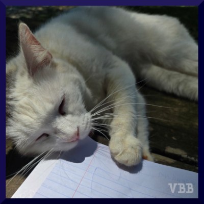 White cat with gray markings gnawing on the corner of a notebook