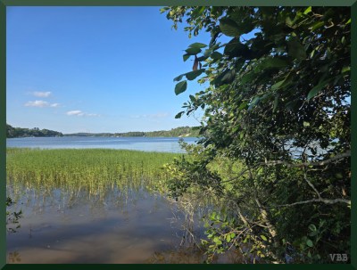 Photo of a river with tree and marsh grass in the foreground and wooded hills in the background.