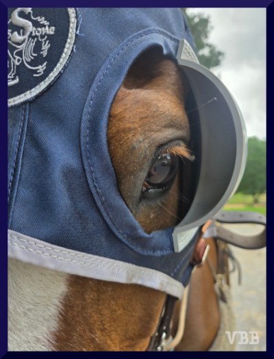 Photo of the eye of a chestnut horse in driving blinkers.