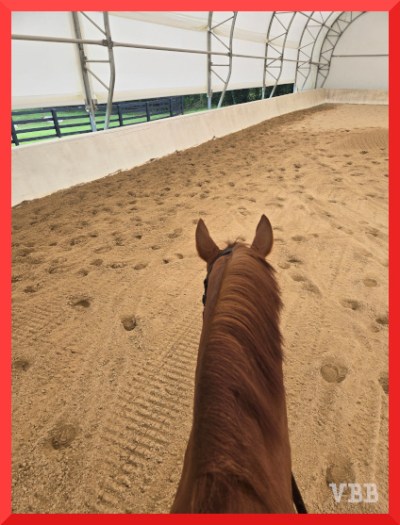 Between the ears photo from the back of a chestnut horse in a covered arena