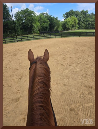 Photo between the ears from the back of a chestnut horse in an arena, with fencing and trees in the background