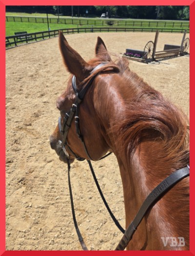 Photo of the head and neck of a chestnut horse wearing a bridle, taken from the saddle.
