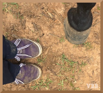 Photo of two people feet and one horse feet.