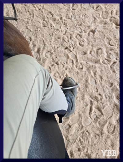 Mounted photo showing rider's leg, saddle, & shoulder of a bay horse.