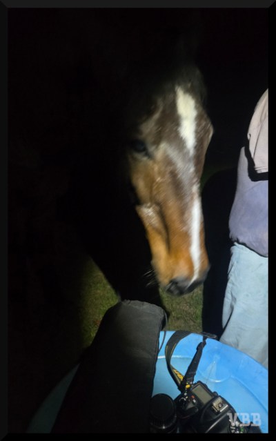 Photo of a horse's head intruding into a circle of light that also contains camera equipment and the back of a person.