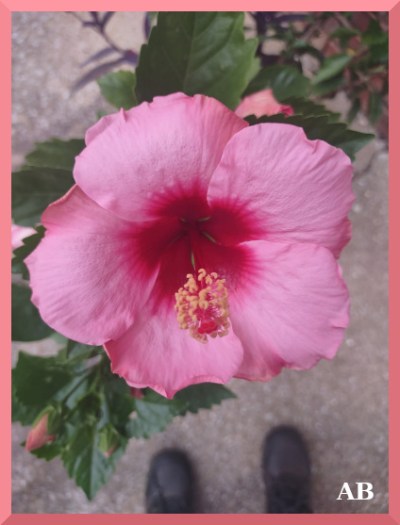 Photo of a pink flower, in close up.