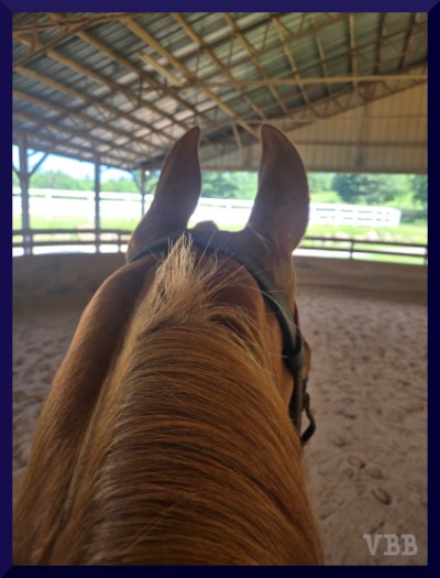 Photo of the ears and neck of a chestnut horse in a covered ring