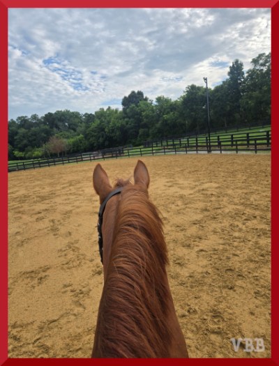 Photo between the ears from the back of a chestnut horse in an arena, with fencing and trees in the background