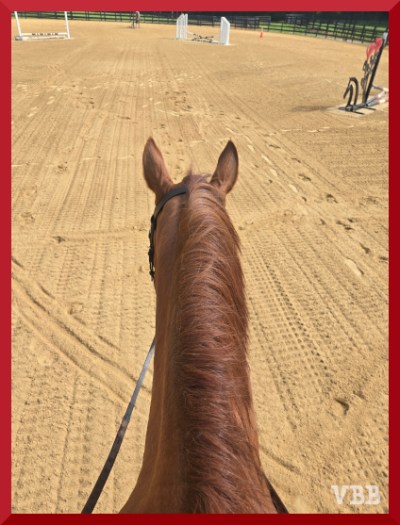Photo between the ears from the back of a chestnut horse in an arena, with jumps and fencing in the background