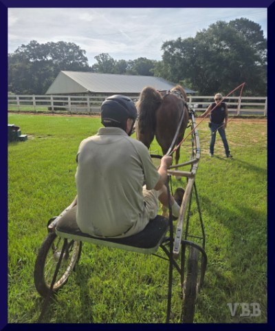 Photo from the rear of a person in a cart being pulled by a chestnut horse, with another person at the head of the horse.