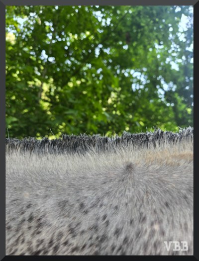 Photo of a section of a grey horse's neck with a short mane.