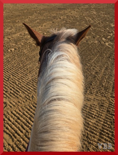 Photo of chestnut ears and a white mane.