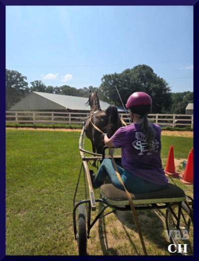 Photo of chestnut horse and driver.