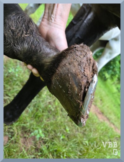 Photo of a horse foot with a sprung shoe.