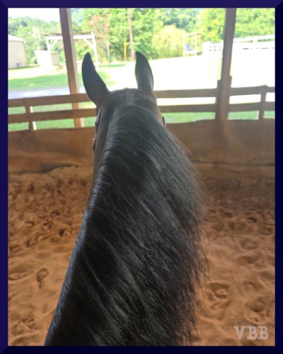 Photo in a covered arena of the ears and neck of a bay horse with a long mane.