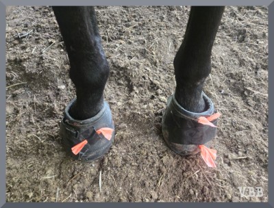 Photo of a horse's front hooves with booties.