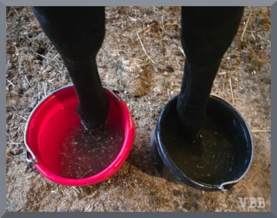 Photo of a horse with each front foot soaking in a bucket, one red, one black.