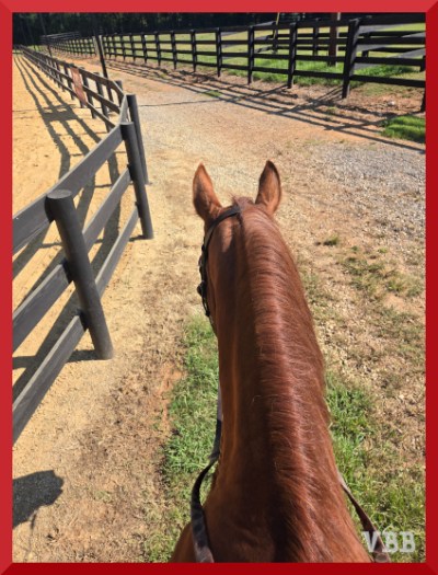 Photo between the ears from the back of a chestnut horse standing on a path between fencing.