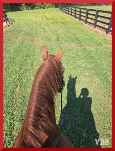 Photo between the ears from the back of a chestnut horse walking on grass, with shadow of horse and rider on the ground.
