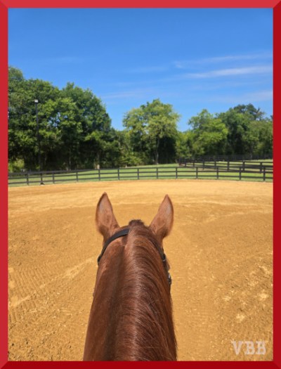 Photo between the ears from the back of a chestnut horse in an arena, with fencing and trees in the background