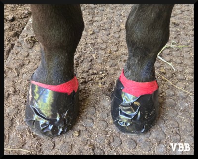 Photo of two horse hooves covered with wrap and tape.