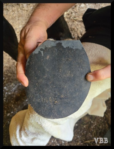 Photo of the bottom of a horse hoof covered with a piece of black leather.
